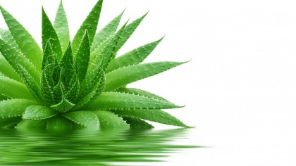 Aloe-vera